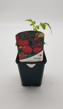 Tomato Gardeners Delight 8.5cm