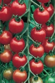 Tomato Gardeners Delight 9cm