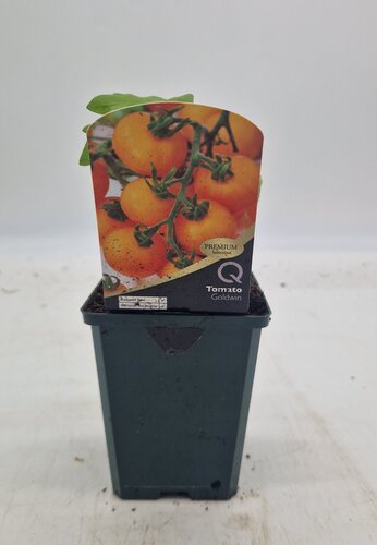 Tomato Goldwin 8.5cm