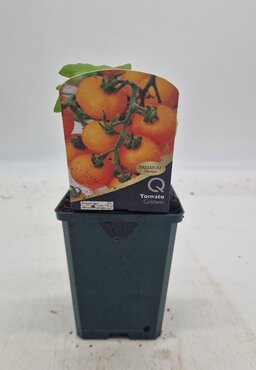 Tomato Goldwin 8.5cm