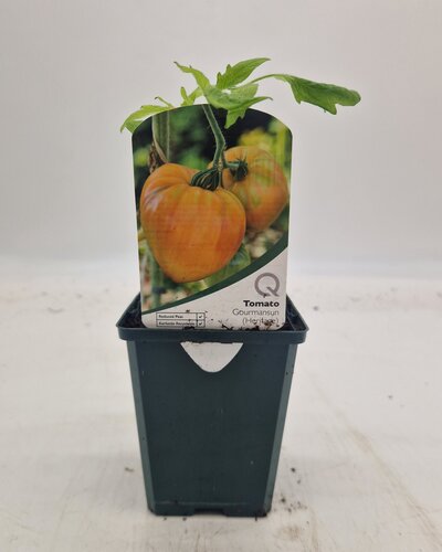 Tomato Gourmansun 8.5cm