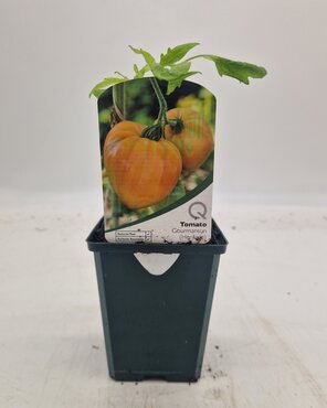 Tomato Gourmansun 8.5cm