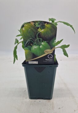 Tomato Green Zebra 8.5cm