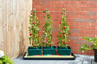 Tomato Gro-Box Triple Pack - image 2