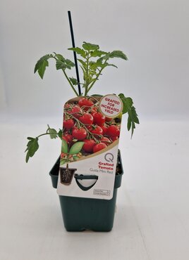 Tomato Gusta (mini red)