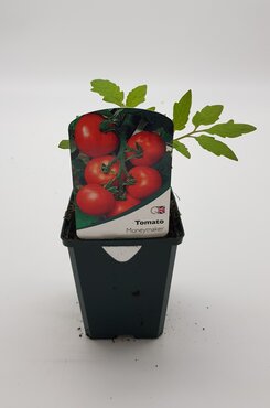 Tomato Moneymaker 8.5cm