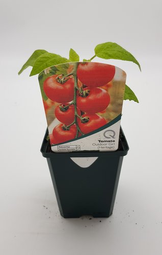 Tomato Outdoor Girl 8.5cm