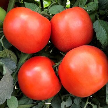 Tomato Outdoor Girl 9cm