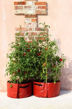 Tomato Patio Planter x 2 - image 2