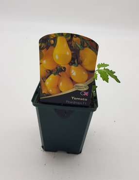 Tomato Peardrop 8.5cm