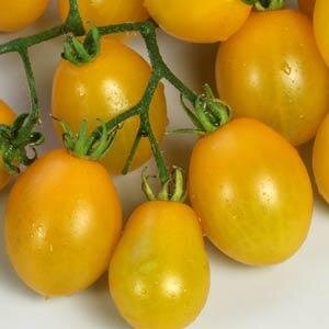 Tomato Peardrops 9cm
