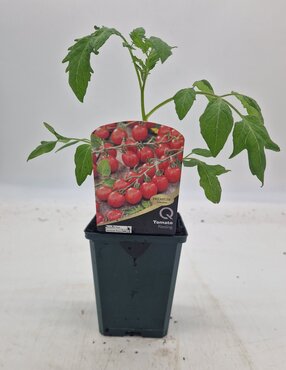 Tomato Riesling 8.5cm