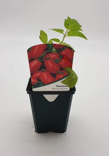 Tomato Roma 8.5cm