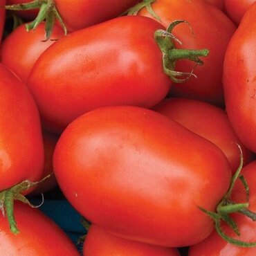 Tomato Roma Patio 1 Litre