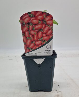Tomato Santa Victoria 8.5cm