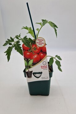 Tomato Shirley