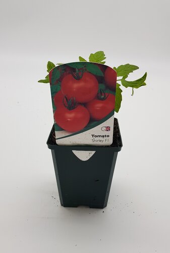 Tomato Shirley 8.5cm