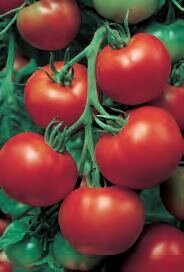 Tomato Shirley 9cm