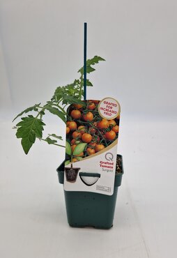 Tomato Sungold