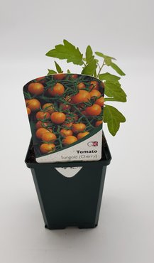 Tomato Sungold 8.5cm