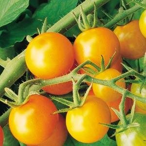 Tomato Sungold 9cm