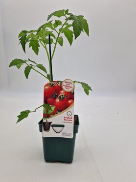 Tomato Supersweet