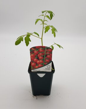 Tomato Sweet Million 8.5cm