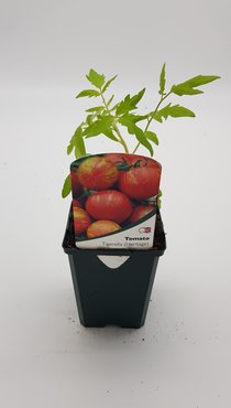 Tomato Tigerella 8.5cm