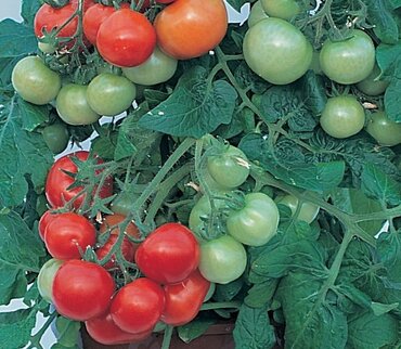 Tomato Totem 9cm