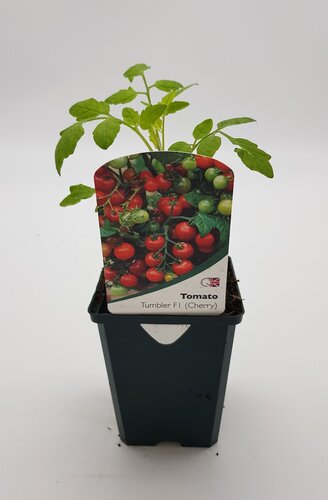 Tomato Tumbler 8.5cm