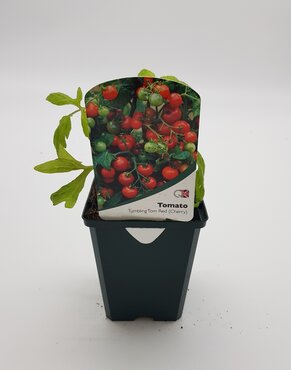 Tomato Tumbling Tom Red 8.5cm