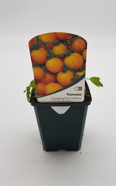 Tomato Tumbling Tom Yellow 10.5cm