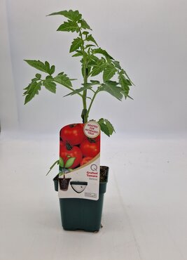 Tomato Vanessa