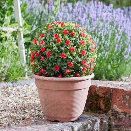 Faux Topiary Red Rose Ball 30cm - image 3