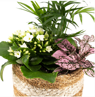 Tots Trio Basket 12cm - image 3