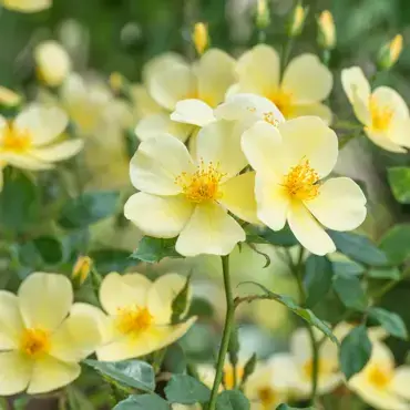 Tottering By Gently Shrub Rose 6 Litre