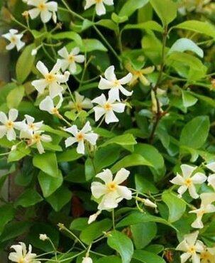 Trachelospermum Asiaticum 3 Litre