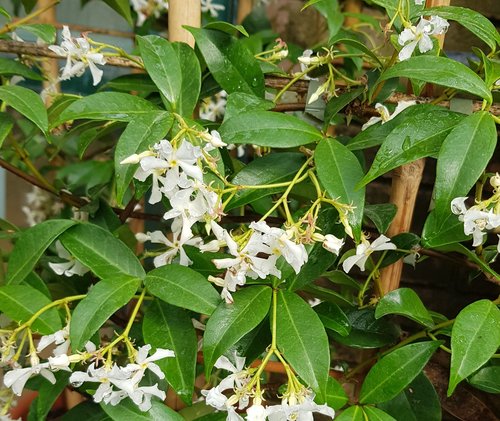 Trachelospermum (evergreen jasmine) 10L
