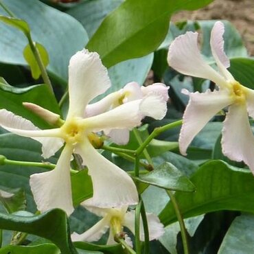 Trachelospermum Jasminoides Star Of Milano 3 Litre