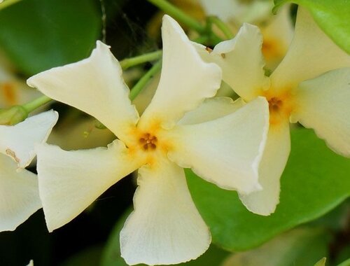 Trachelospermum Jasminoides Star Of Toscana 3 Litre