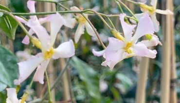 Trachelospermum Pink Showers 3 Litre