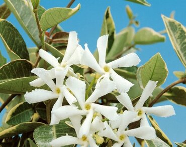 Trachelospermum Variegatum 3 Litre