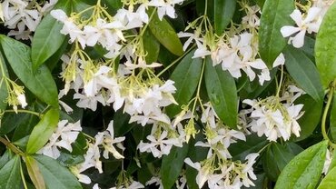 Trachelospernum Jasminiodes (Evergreen Jasmine) 1.5m on Trellis 20 Litre