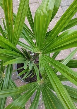 Trachycarpus Fortunei 25 Litre - image 1