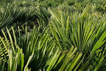 Trachycarpus Fortunei 10 Litre - image 1