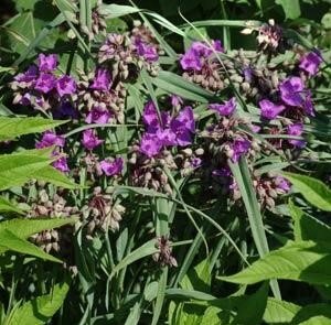 Tradescantia Concord Grape 2 Litre