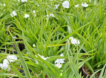Tradescantia Innocence 2 Litre