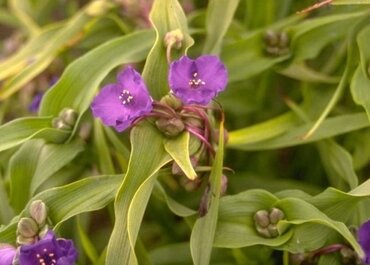 Tradescantia Leonora 2 Litre