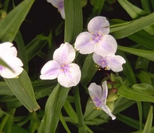 Tradescantia Osprey 2 Litre