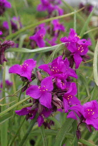 Tradescantia Red Grape 2 Litre